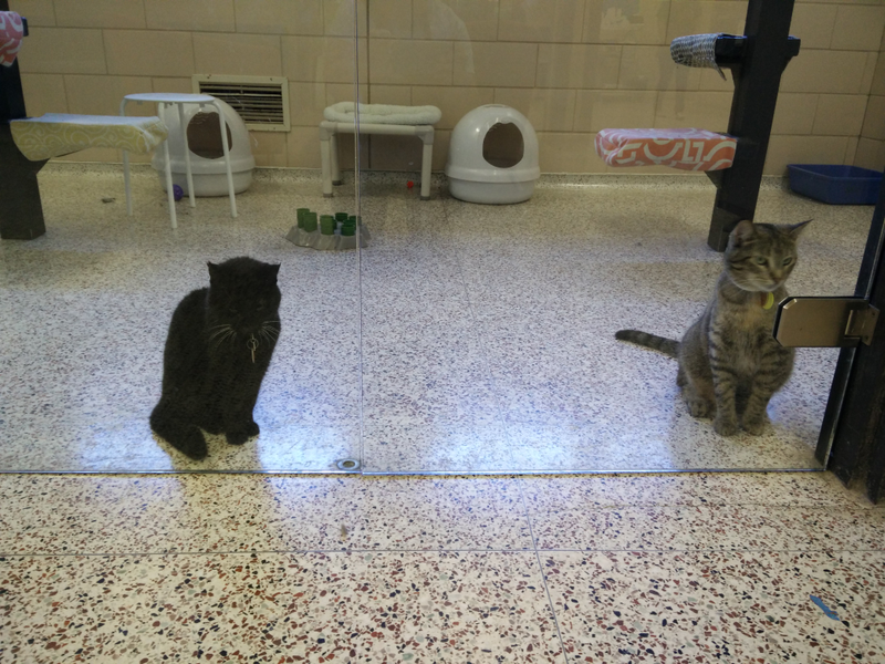 Illustration for article titled Tales from the cat shelter